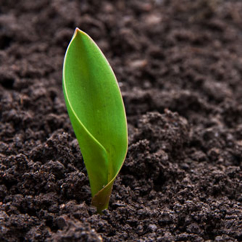 Dirt and Topsoil